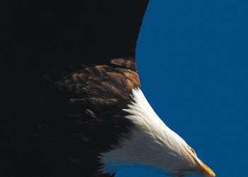 Hellend Vlak – Laura Broekhuysen